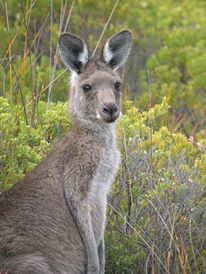 California rejects imports of Kangaroo products from Australia