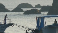 dolphins abused at Taiji
