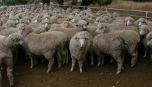 A group of sheep looking toward the camera